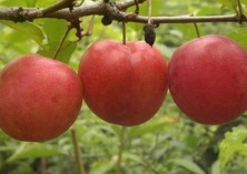 李子走电商旺销