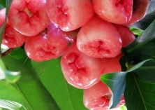 凤梨种植的高产优质栽培技术