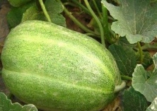 辽阳香瓜种植促增收