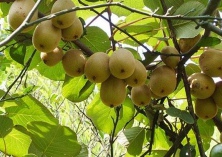 猕猴桃根腐病的发生与防治 猕猴桃根腐病的发生与防治