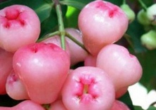 莲雾种植的产期调节