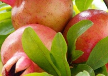 淮北着力将小石榴做成大产业