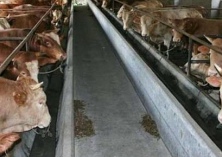 马疥癣病的防治