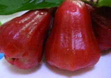 莲雾效益高不易种