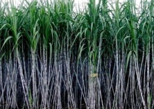 甘蔗新品种---日本蜜蔗