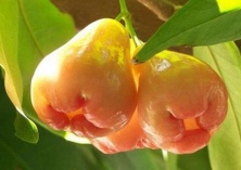 莲雾香飘连两岸