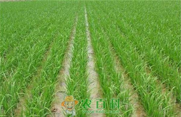 水稻简化种植技术