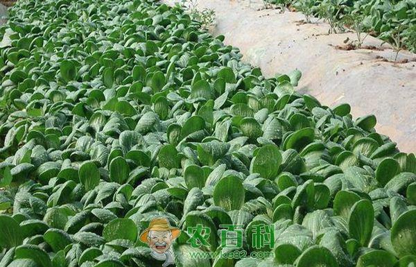油菜种植 油菜种植的猿叶虫防治