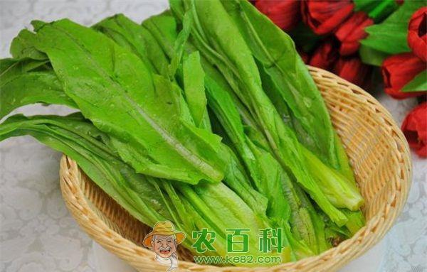 夏季油麦菜栽培技术要点