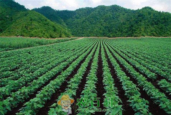 大豆不宜重茬种植