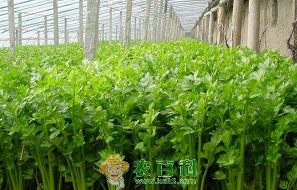 北方香芹菜栽培技术