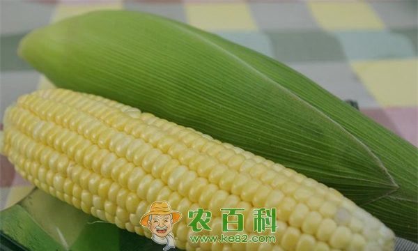 玉米田瘤黑粉病的识别及综防措施