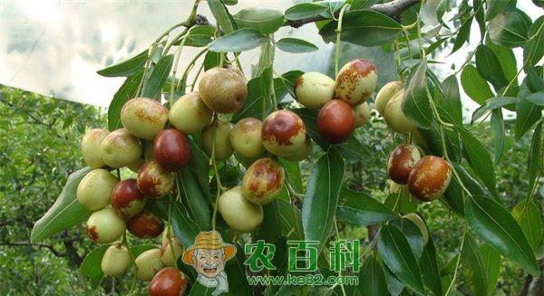 冬枣 良品铺子脆冬枣 天然的维生素丸