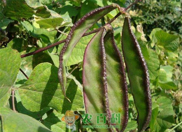 早熟扁豆种植要点 早熟扁豆种植要点