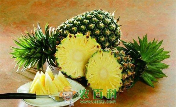凤梨 凤梨甜农民笑