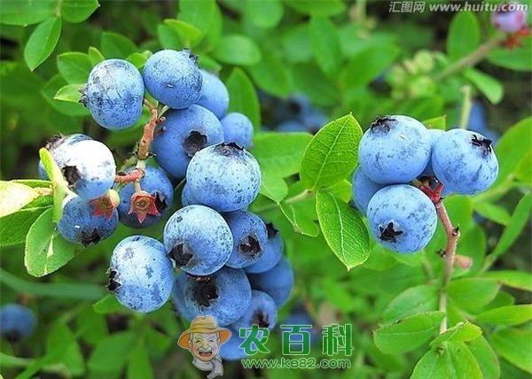 蓝莓 蓝莓种植蓝莓病虫害防冶叶枯病怎样防治