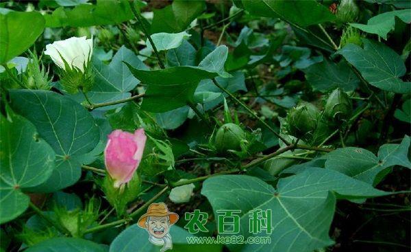 棉花 如何防止棉花的蕾铃脱落