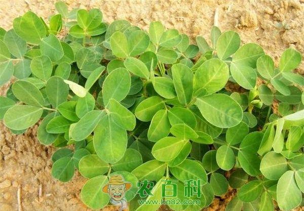 花生种植之高产栽培技术