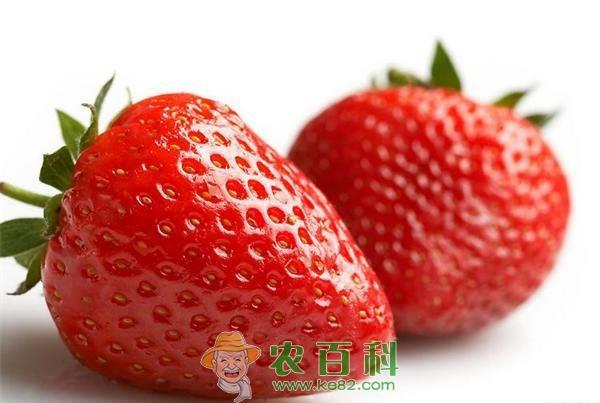 草莓具丰富营养物质 土客网网 草莓具丰富营养物质