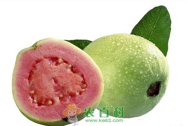 芭乐汁能放多久