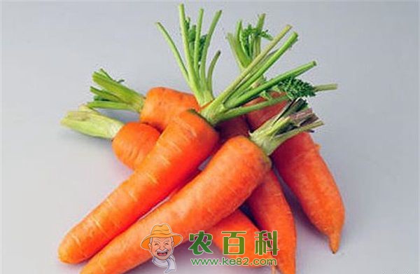 胡萝卜 常吃胡萝卜的好处