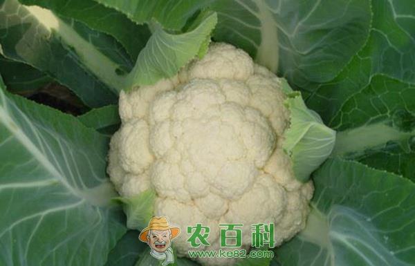 露地花椰菜施肥的三个关键技术