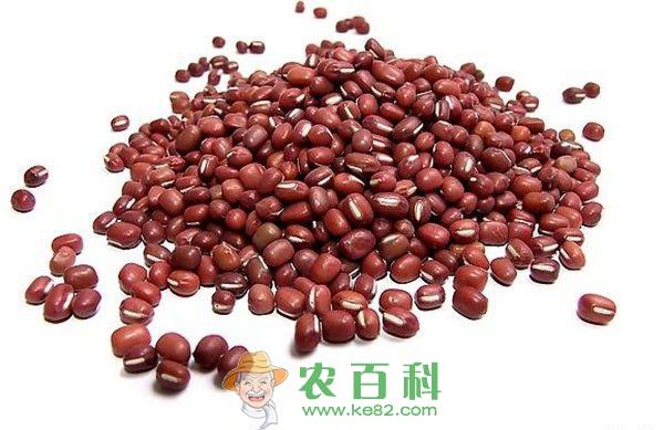 红小豆 红小豆病虫害都有哪些防治办法?