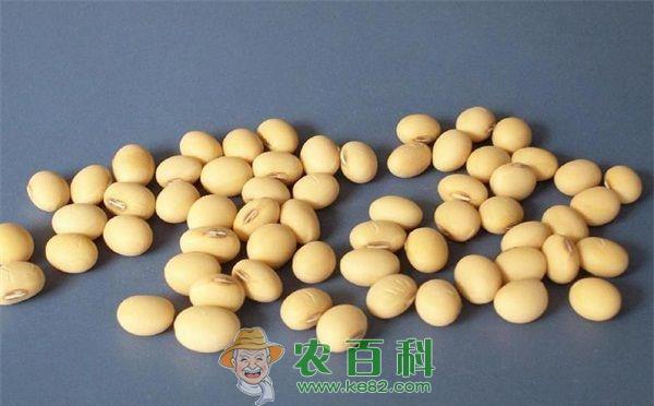大豆--土客网网 大豆田不能用使它隆除草