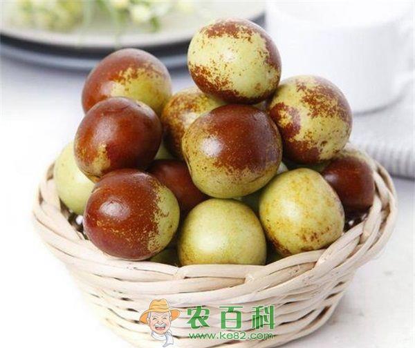 冬枣 冬枣种植走向高端模式化