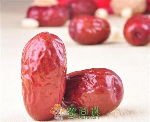 大枣树冬季病虫害防治