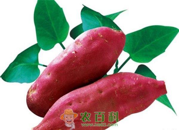 红薯 红薯种的选留与贮藏