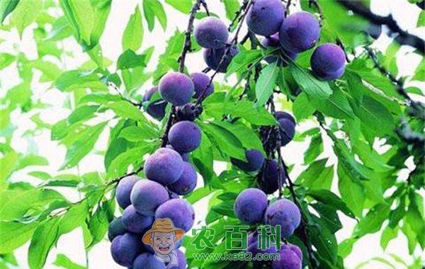 蓝莓的营养