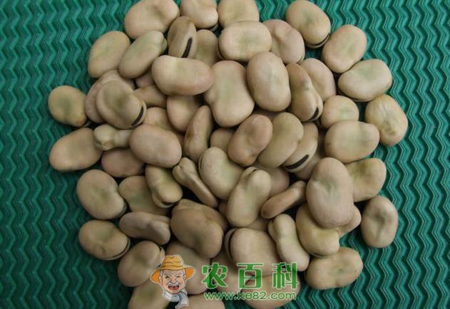 蚕豆病 蚕豆病有哪些用药禁忌需注意