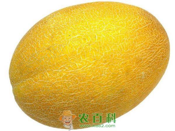 哈密瓜 南方多雨地区也能种植哈密瓜