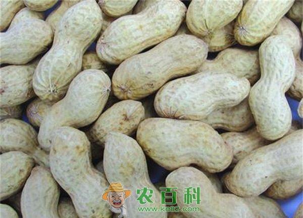 花生 秋花生的栽培措施