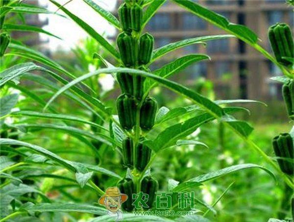 芝麻 芝麻菜常见病虫害防治措施