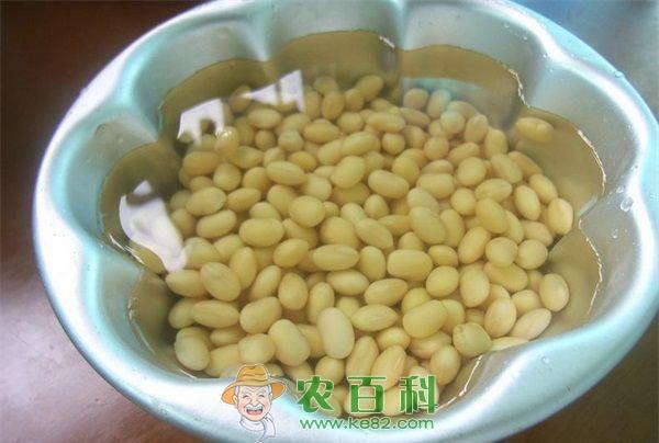 国产大豆需求不振 进口大豆继续增加