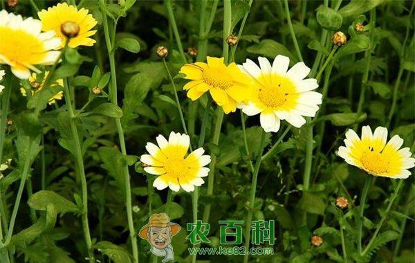 丹东：茼蒿走俏 农民开怀