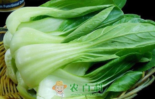 油菜 巧管油菜争壮苗