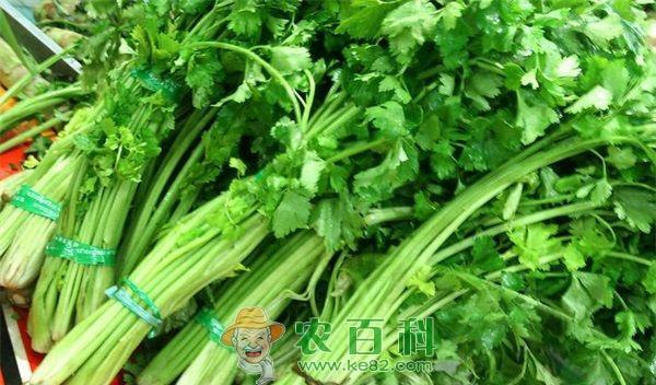 芹菜的吸肥特性与需肥动态