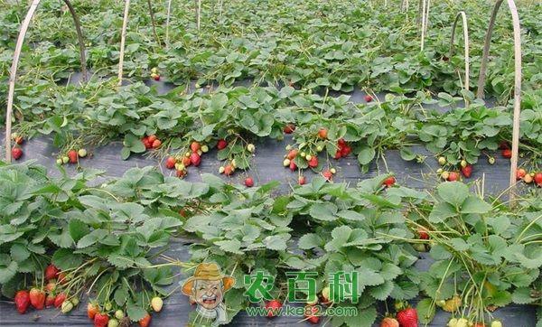 草莓预冷保鲜技术 草莓预冷保鲜技术
