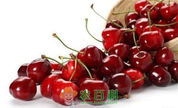 车厘子 车厘子红烧肉