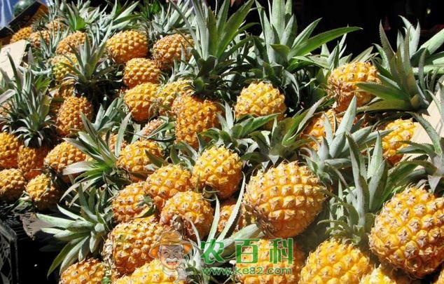 “徐闻菠萝滞销”事件的多重启示