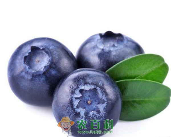 首批加拿大蓝莓运抵上海