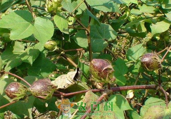 鲁冀共建全程机械化棉花生产基地
