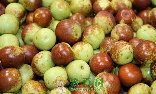 11月13日冬枣价格行情