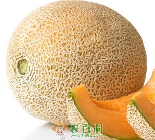 水稻大棚二次利用种植哈密瓜