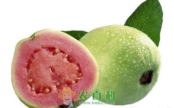 红心芭乐助农富