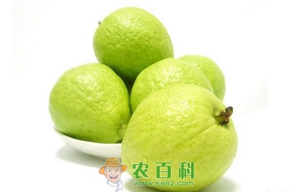 芭乐 异乡租地种芭乐
