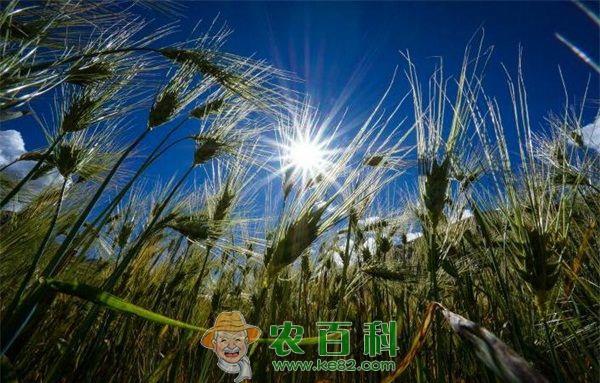 青稞黑穗病
